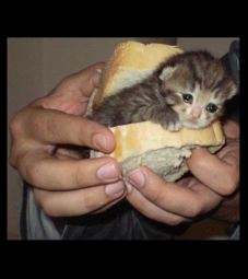 thumbnail of cat sandwich.png