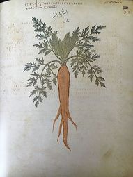 thumbnail of Carrot,_Juliana_Anicia_Codex.jpg