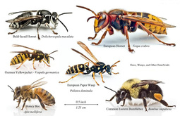 thumbnail of 1525523870_bees-and-hornet.jpg
