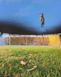 thumbnail of trampoline cat.jpg