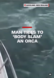 thumbnail of body slam that orca.webm