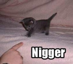 thumbnail of nigger cat.png