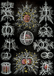 thumbnail of Haeckel_Stephoidea_edit.jpg