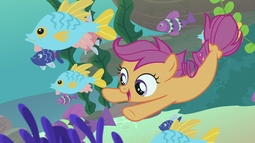 thumbnail of 1716883__safe_screencap_scootaloo_surf+and-fwslash-or+turf_spoiler-colon-s08e06_cute_cutealoo_female_filly_fish_open+mouth_school+of+fish_seaponified_s.png
