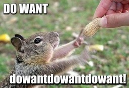 thumbnail of squirrel-do-want.jpg
