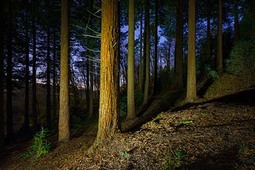 thumbnail of Idless-Woods-Night-Cornwall-AR2274i.jpg