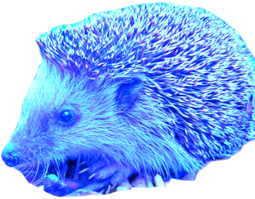 thumbnail of Igel.png