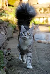 thumbnail of maine coon fluffy tail 04.webp