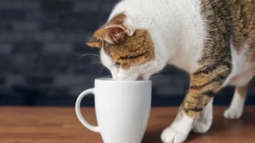 thumbnail of IS-Thirsty-Tabby-Cat-Drinking-From-Mug-720x405.png