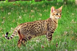 thumbnail of savannah-cat-4ec08e9efe40457a8f73a2af24fcdcc3.jpeg