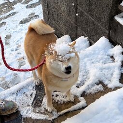 thumbnail of shiba inu snow.jpg