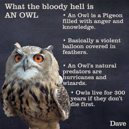 thumbnail of What the bloody hell is AN OWL.jpg