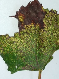 thumbnail of mite infested tree leaf 1.jpg