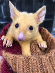 thumbnail of rare-baby-golden-possums-1-3-5ec623cfa930e__700.jpg