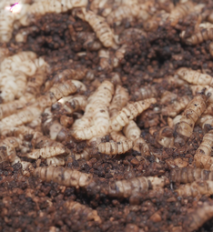 thumbnail of 08389-1273844271-photo of a big pile of maggots, insects, mothes. View from the top.png