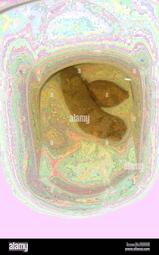 thumbnail of MloTQ.jpg