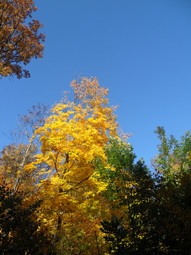 thumbnail of autumn-yellow01s.JPG