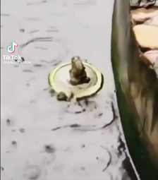 thumbnail of Frogs and lilypad.MP4