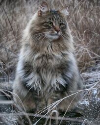 thumbnail of norwegian-forest-cats-sampy-hiskias-24-5db8007f6b06d__700.jpg