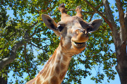 thumbnail of smiling_giraffe.jpeg