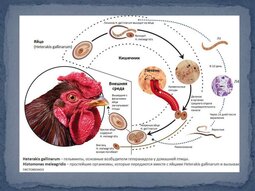 thumbnail of slide-18.jpg