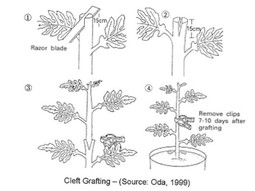 thumbnail of difference_between_budding_and_grafting.jpg