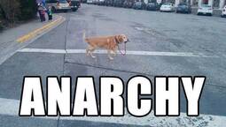 thumbnail of anarchy dog.jpg