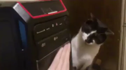 thumbnail of cat is bewildered by CD tray.mp4