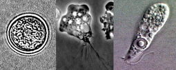 thumbnail of Naegleria_fowleri_lifecycle_stages_wiki_src.JPG