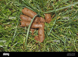 thumbnail of pile-of-dog-poo-in-grass-after-rain-C9C7GW.jpg