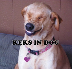 thumbnail of keks in dog.jpg