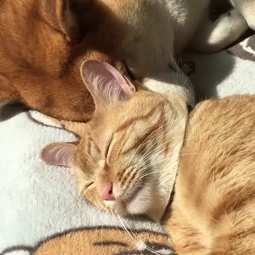 thumbnail of sleeping cat and dog.mp4