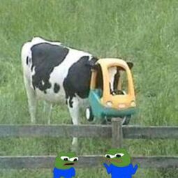 thumbnail of cow car pepe.jpg