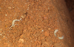 thumbnail of centipedes2.jpg