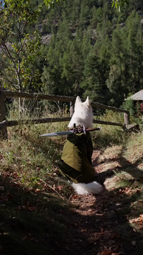 thumbnail of 7402681845810236705 Odin Hobbit 🐺💚🗡️🐾      Even the smallest dog can change the course of the future.    #whiteswissshepherd #dogvideos #dog #cutedog #lotr #hobbit #lordoftherings #dogcostume.mp4