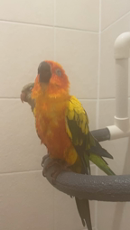 thumbnail of shower_birb.mp4