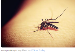 thumbnail of mosquito_Aedes Aegupti .PNG