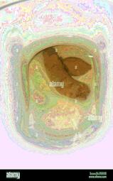 thumbnail of Pldlu7hRrpSJmp.jpg
