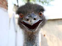 thumbnail of emu.jpg