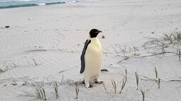 thumbnail of skynews-penguin-emperor-australia_6745584.jpg