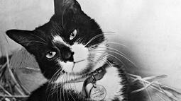 thumbnail of Simon the Able Seacat with war medal.jpeg