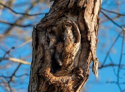 thumbnail of squirrels-nest[1].jpg