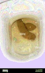 thumbnail of 9zfgyd6lOeSW.jpg
