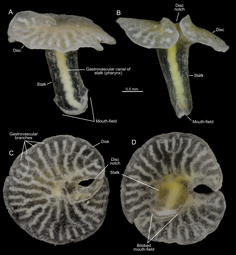 thumbnail of Dendrogramma_enigmatica_sp._nov.,_holotype.png