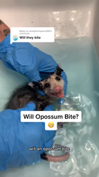 thumbnail of 7192807734633385258 Replying to @sandythompson290 awesome opossum are not big on biting, but will if cornered. #wildlifefacts #opossum #animalfacts #opossumsoftiktok #awesomeopossum #animallovers.mp4