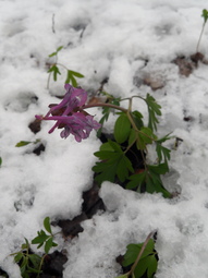 thumbnail of flower-in-the-snow-s.JPG