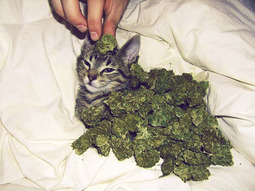 thumbnail of weed cat.jpg