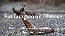 thumbnail of Rat-Lungworm-Disease.jpg