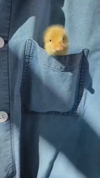 thumbnail of pocketduck.mp4