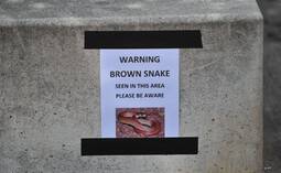 thumbnail of Brown Snake Warning.jpg